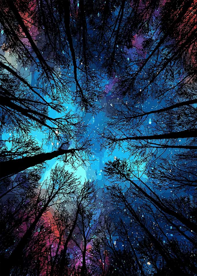 Night Forest