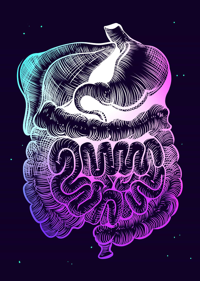 Digestive System Colorful