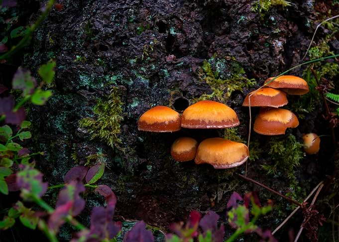 Magical Mushrooms