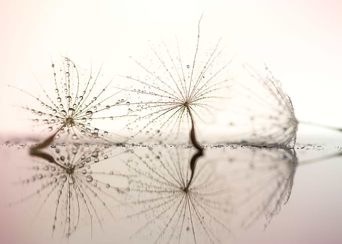 Dandelions and drops