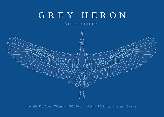 Grey Heron