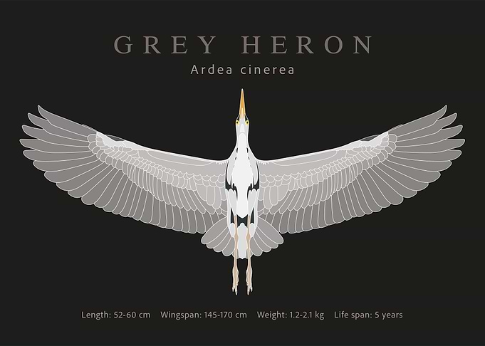 Grey heron