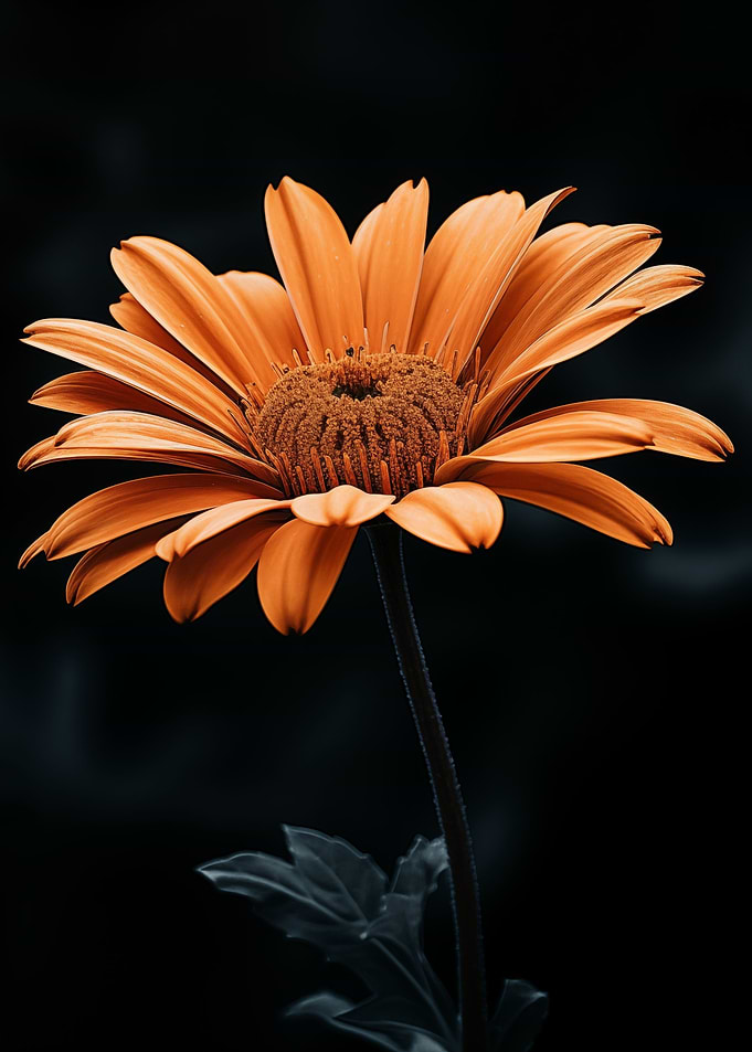 Orange Flower