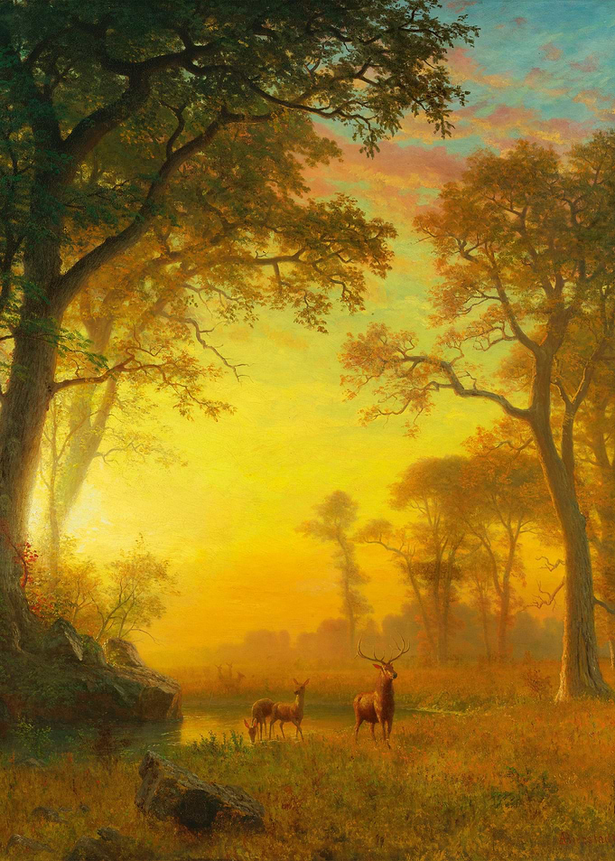 Light in the Forest