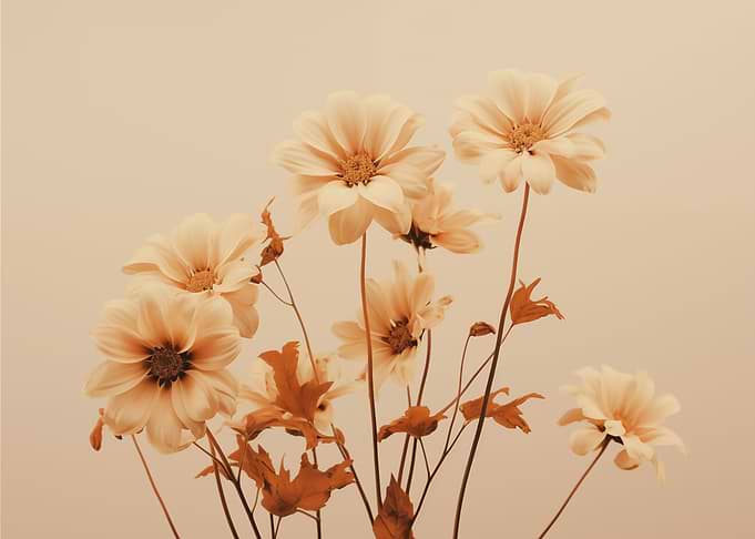 A Touch of Cream Flowers