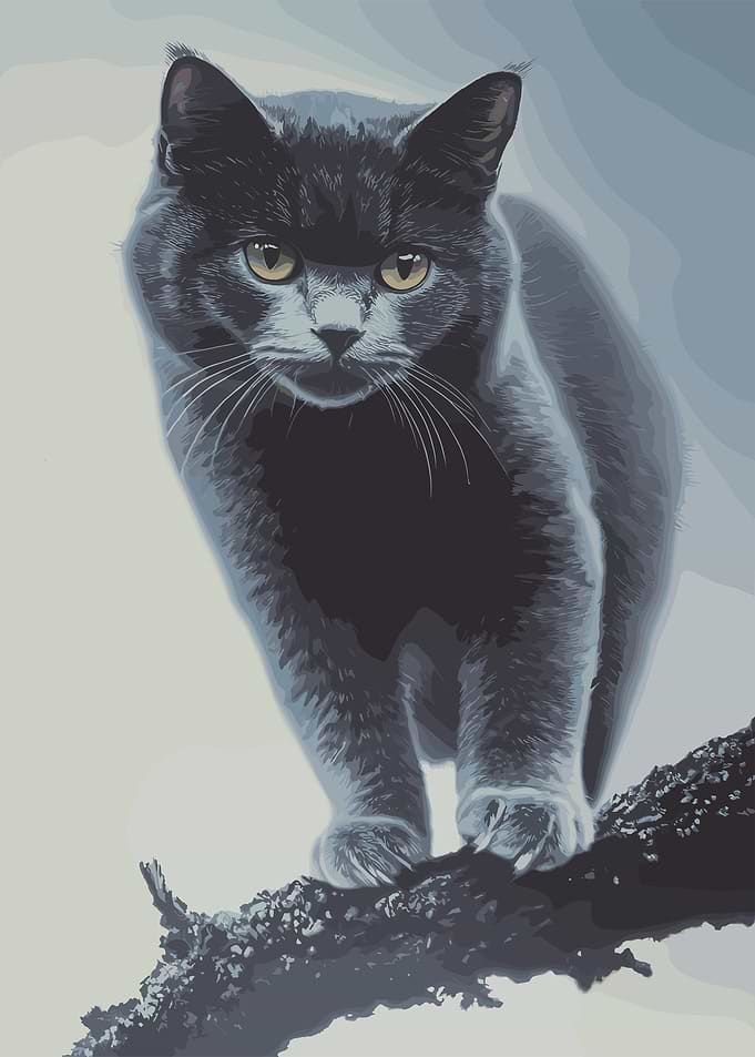 Black Cat Vintage