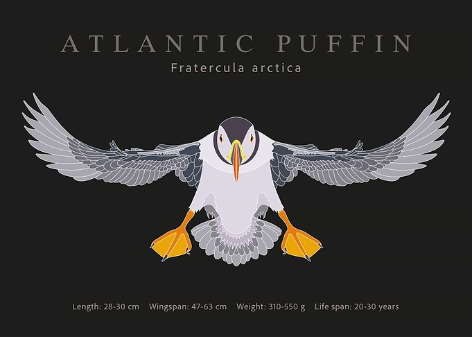 Atlantic puffin