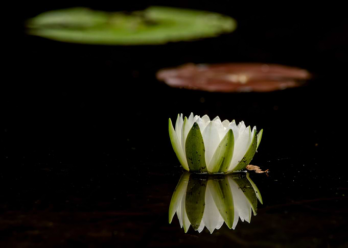Water lily with lily pads