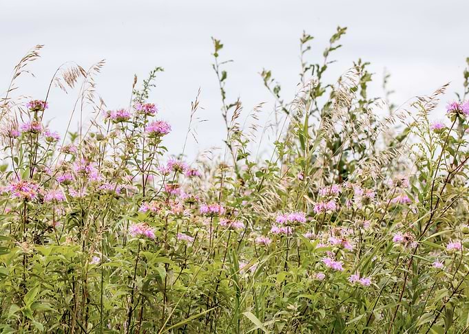 Bright prairie landscape