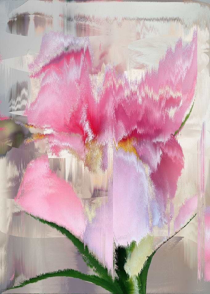 Pink lily
