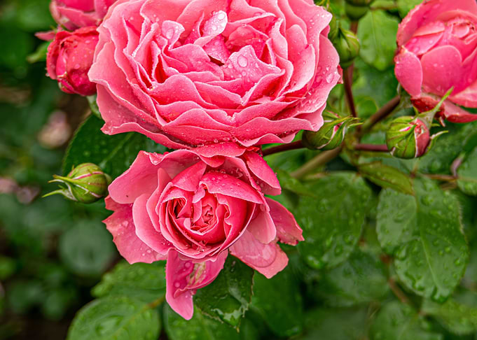 Pink roses in water drops