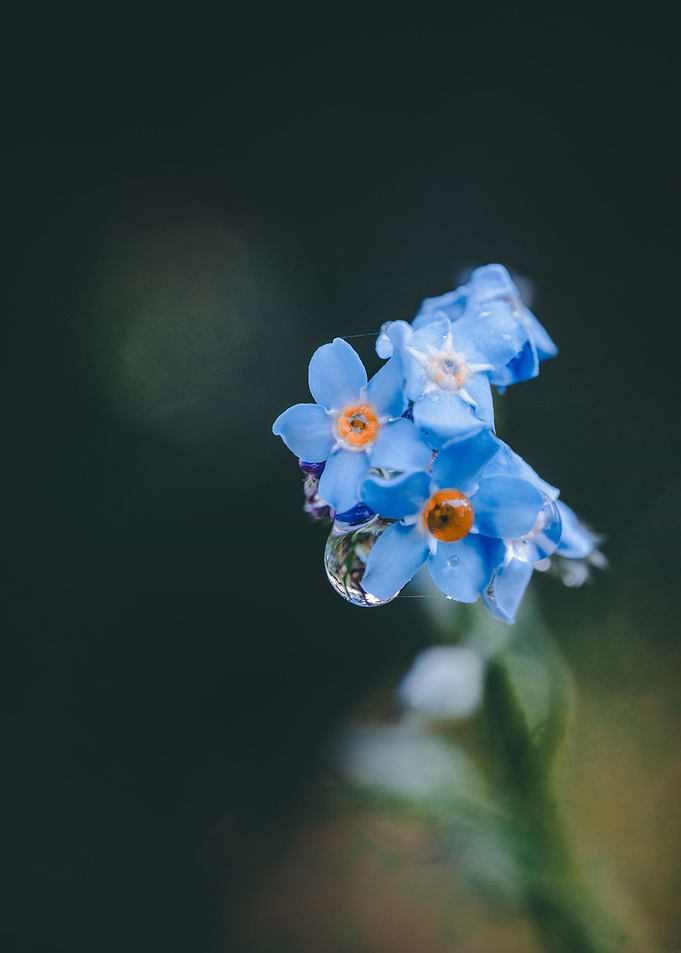 Forgetmenot