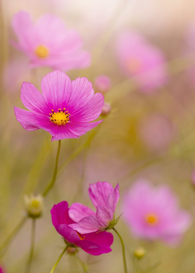 Pink cosmos flowers