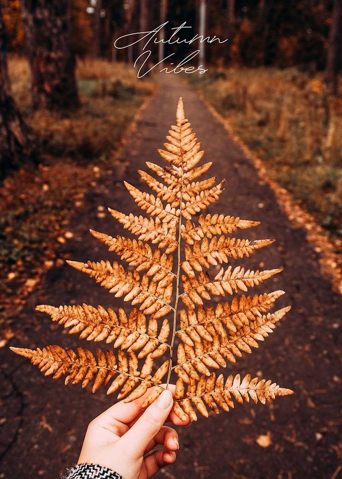 Autumn Vibes