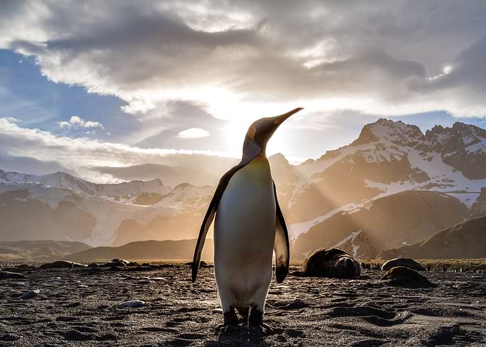 Penguin Looking Out