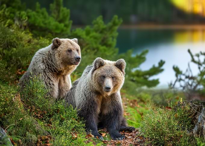 Bears