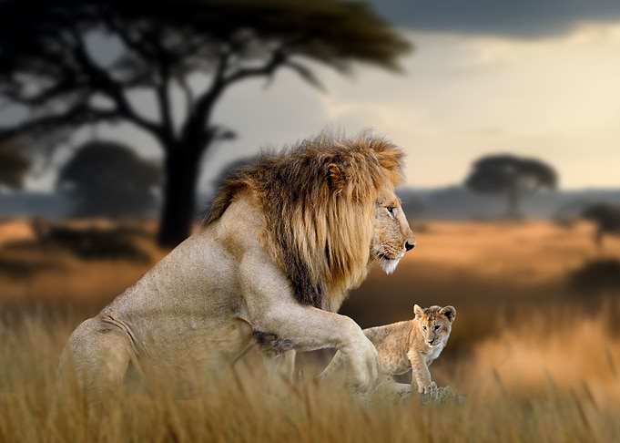 Lions