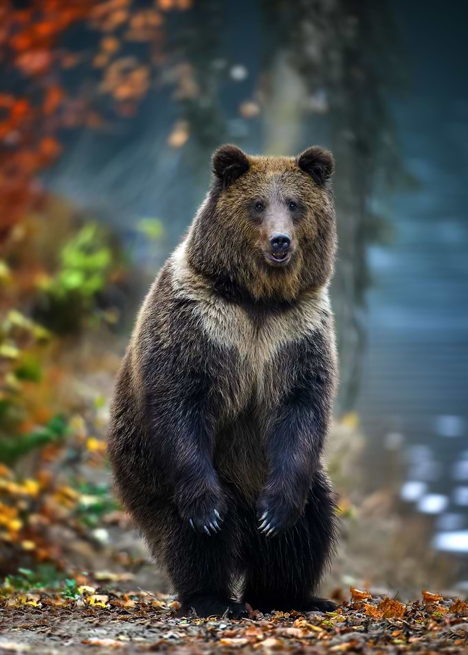 Bear