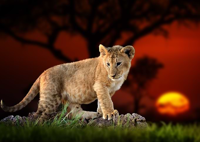 Lion cub