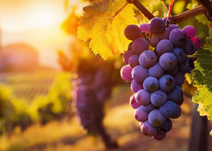 grape ripening