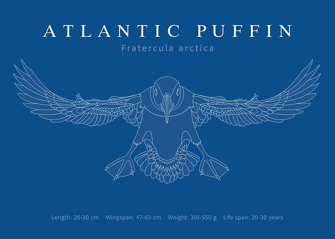 Atlantic puffin