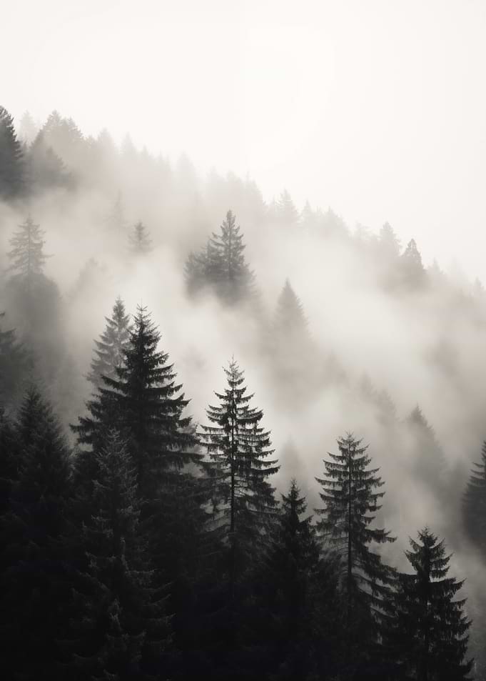 Mountain Forest Mist