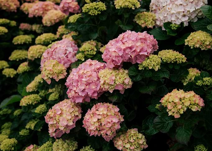 Hydrangeas