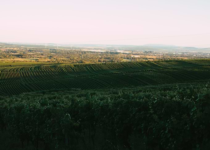 Golden Vineyard Fields