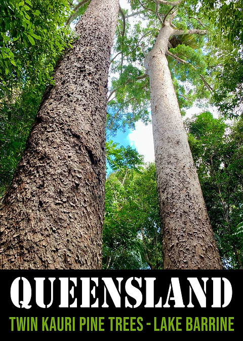 Majestic Kauri Pines — vintage travel poster on metal