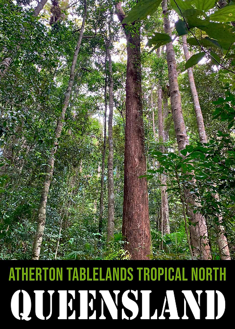 Tropical North Queensland — vintage travel poster on metal