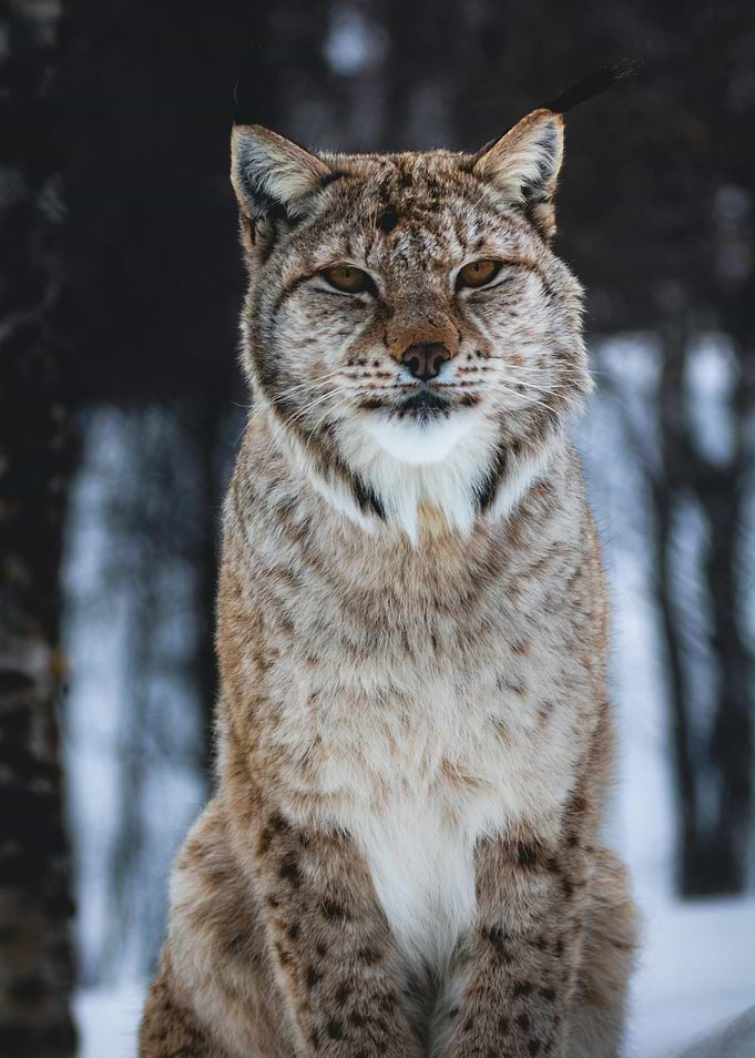 snow LEOPARD