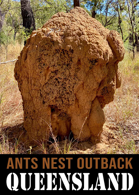 Outback Ant Haven — vintage travel poster on metal
