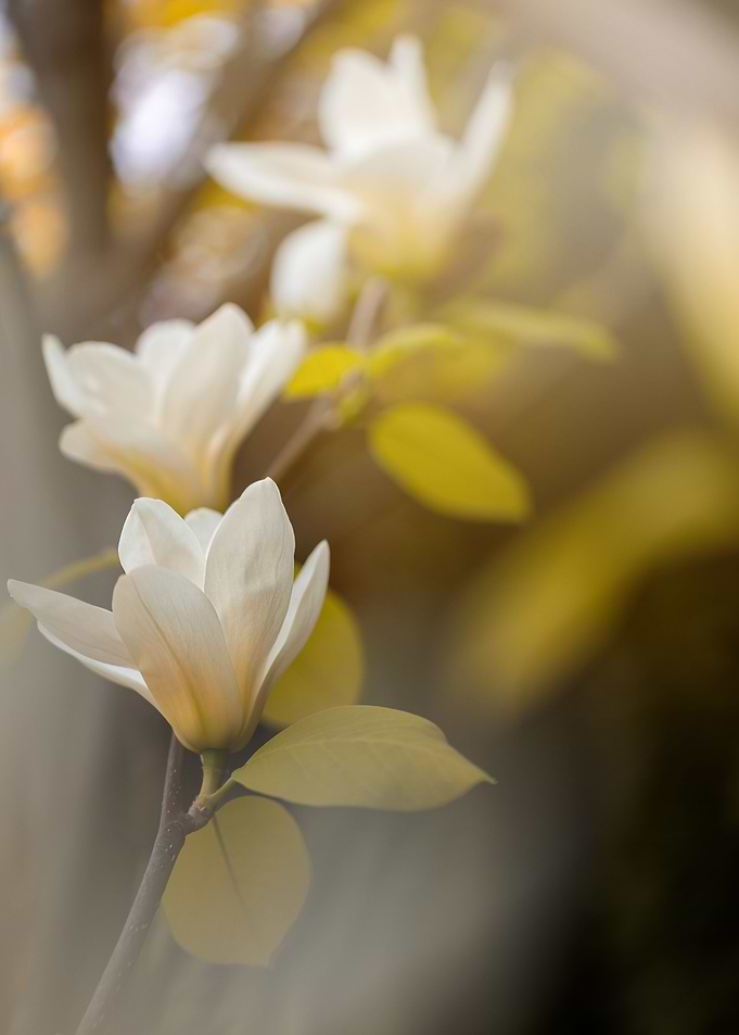 White magnolia flowers