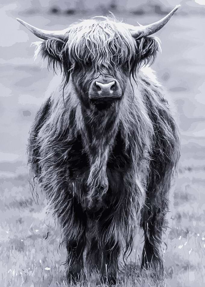 Scottish Highland Cattle