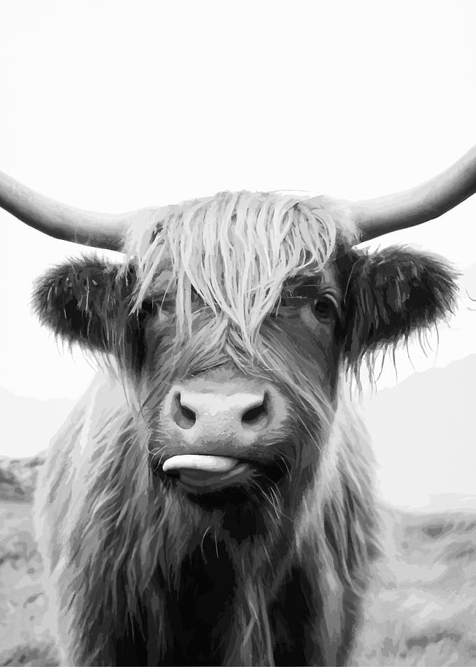 Scottish Highland Cattle