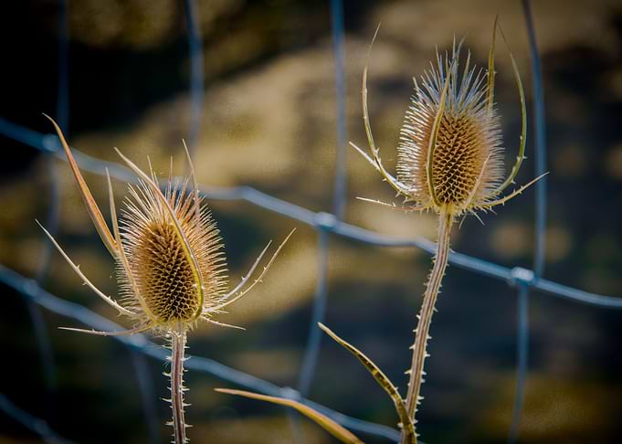 Wild Teasel in autumn
