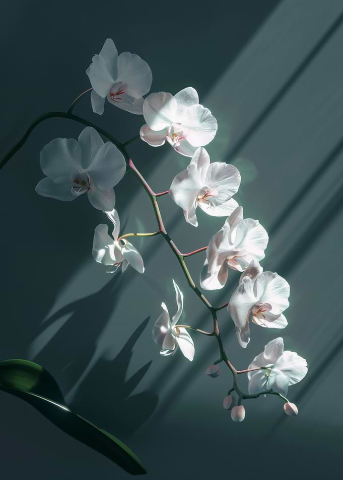 Orchid Elegant Flower