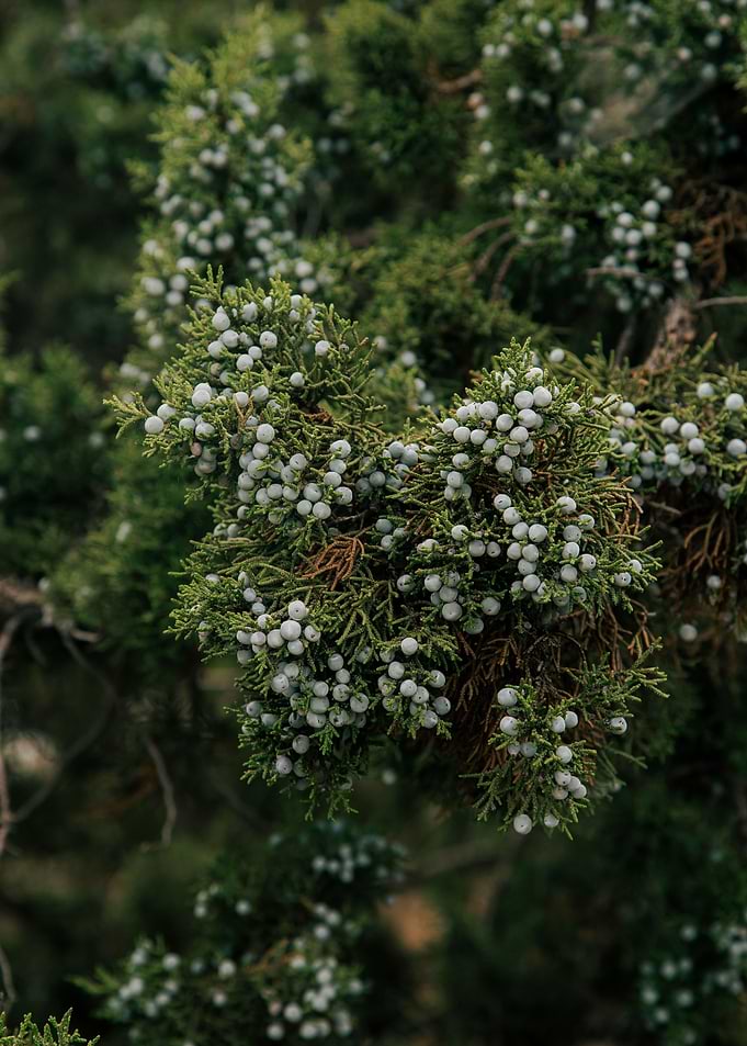 Juniper