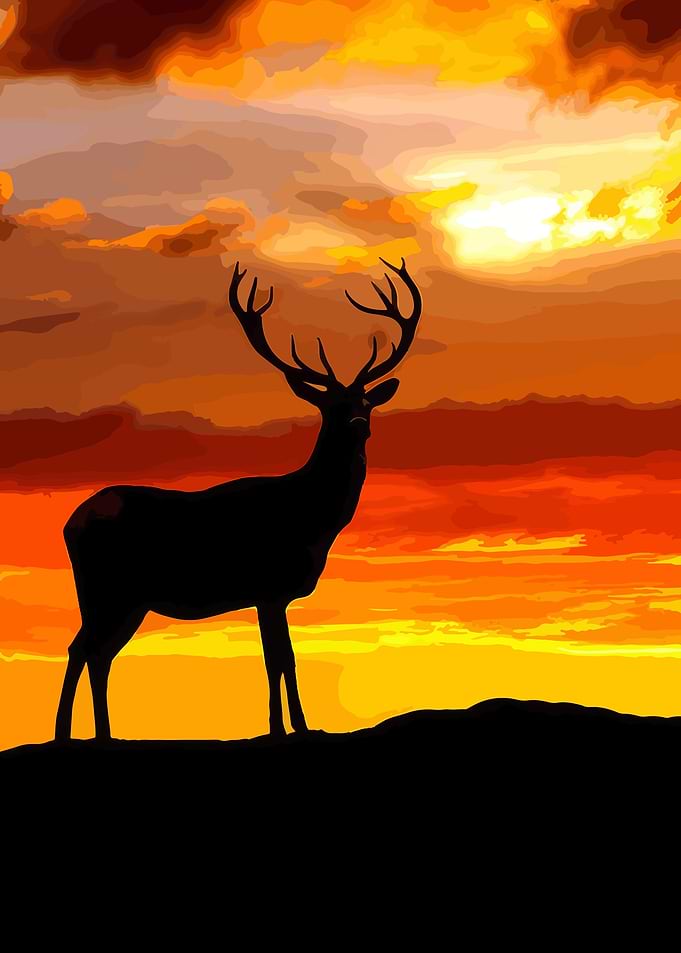 king of the hill
