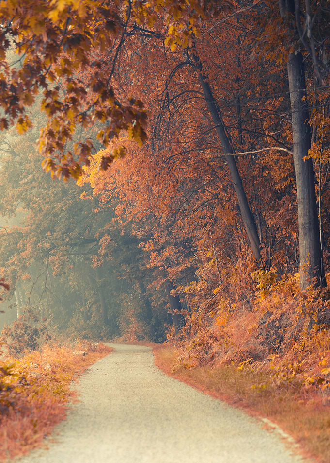 Autumn alley among tress