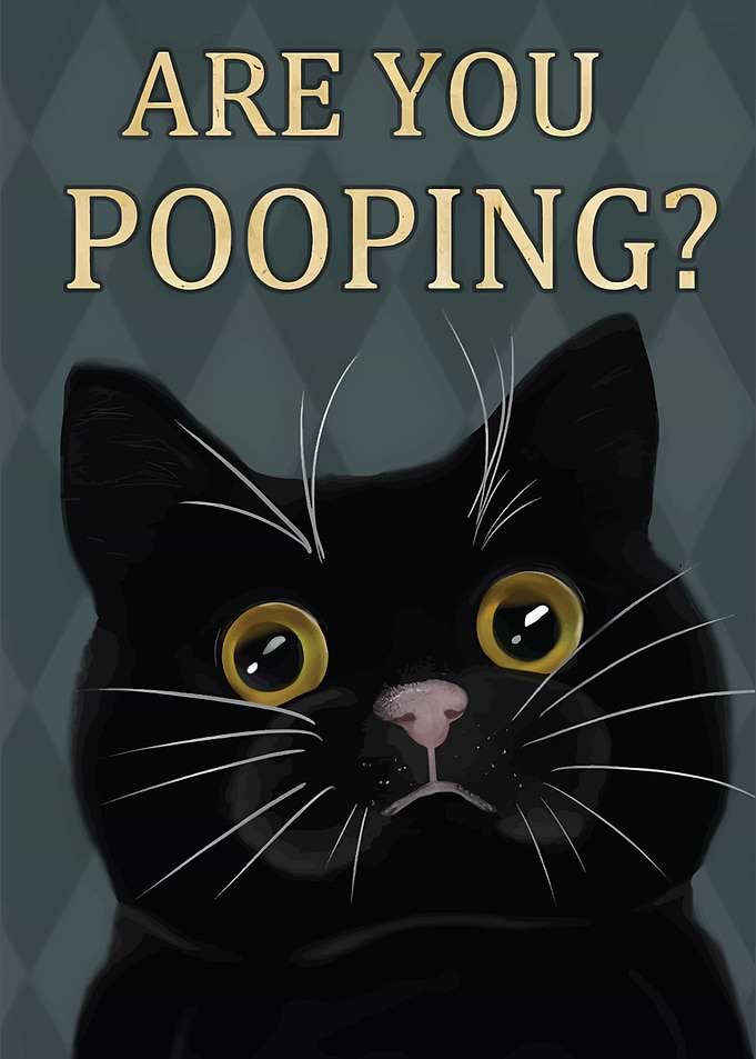 Black Cat are you pooping