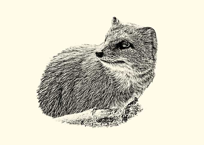 Yellow mongoose