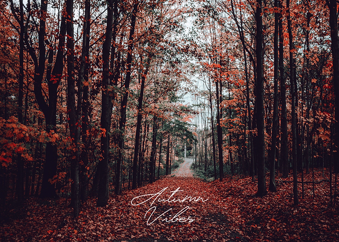 Autumn Vibes