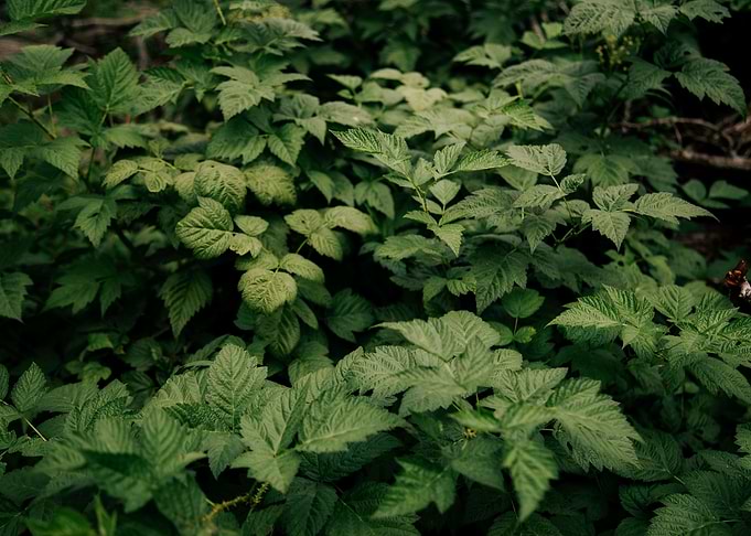 Greenery