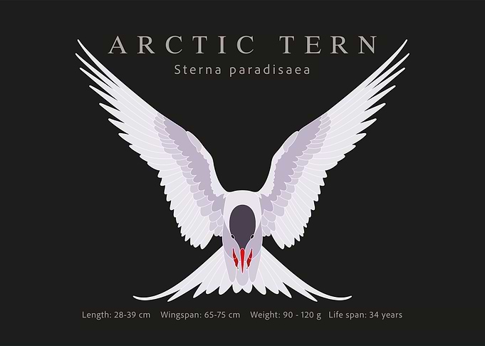 Arctic tern