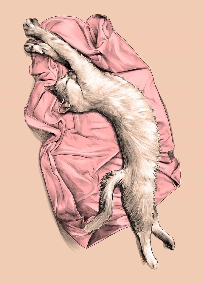 The Cat is Lying Kitty