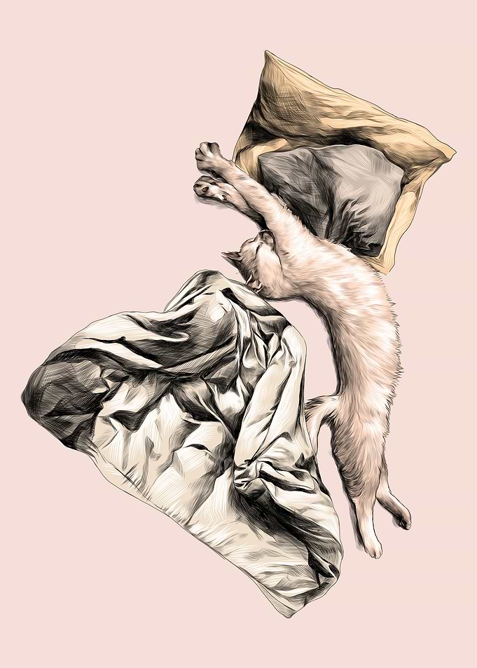 Cat Sleep