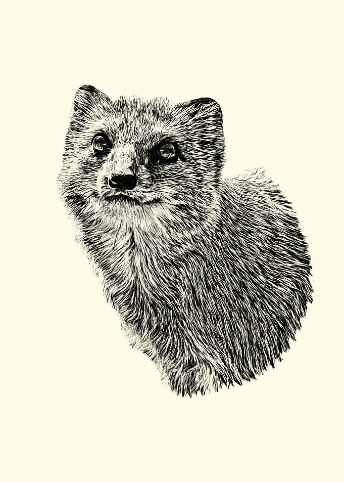 Black and White Mongoose Illustration