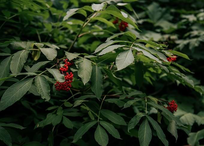Red Elderberry