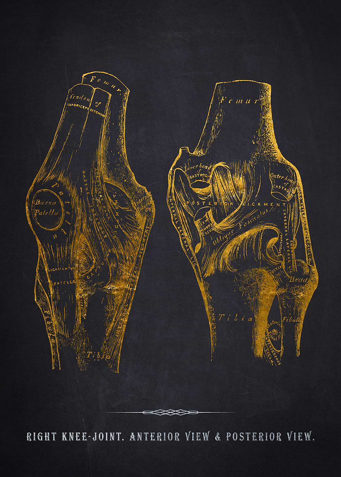 Gold Anatomical Knee Joint